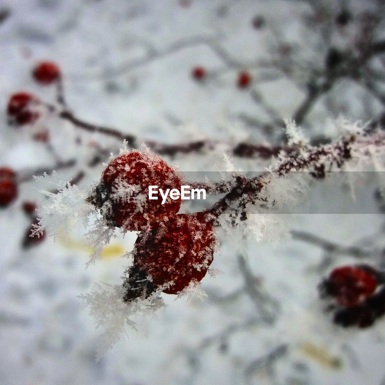 CLOSE-UP OF FROZEN TREE BRANCH