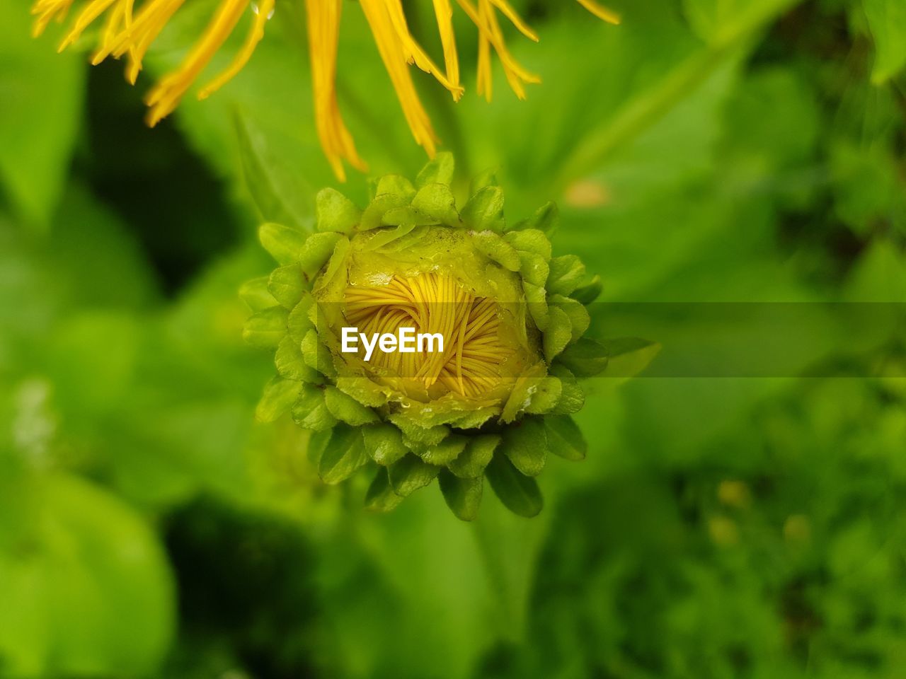 Close-up of yellow flowering plant