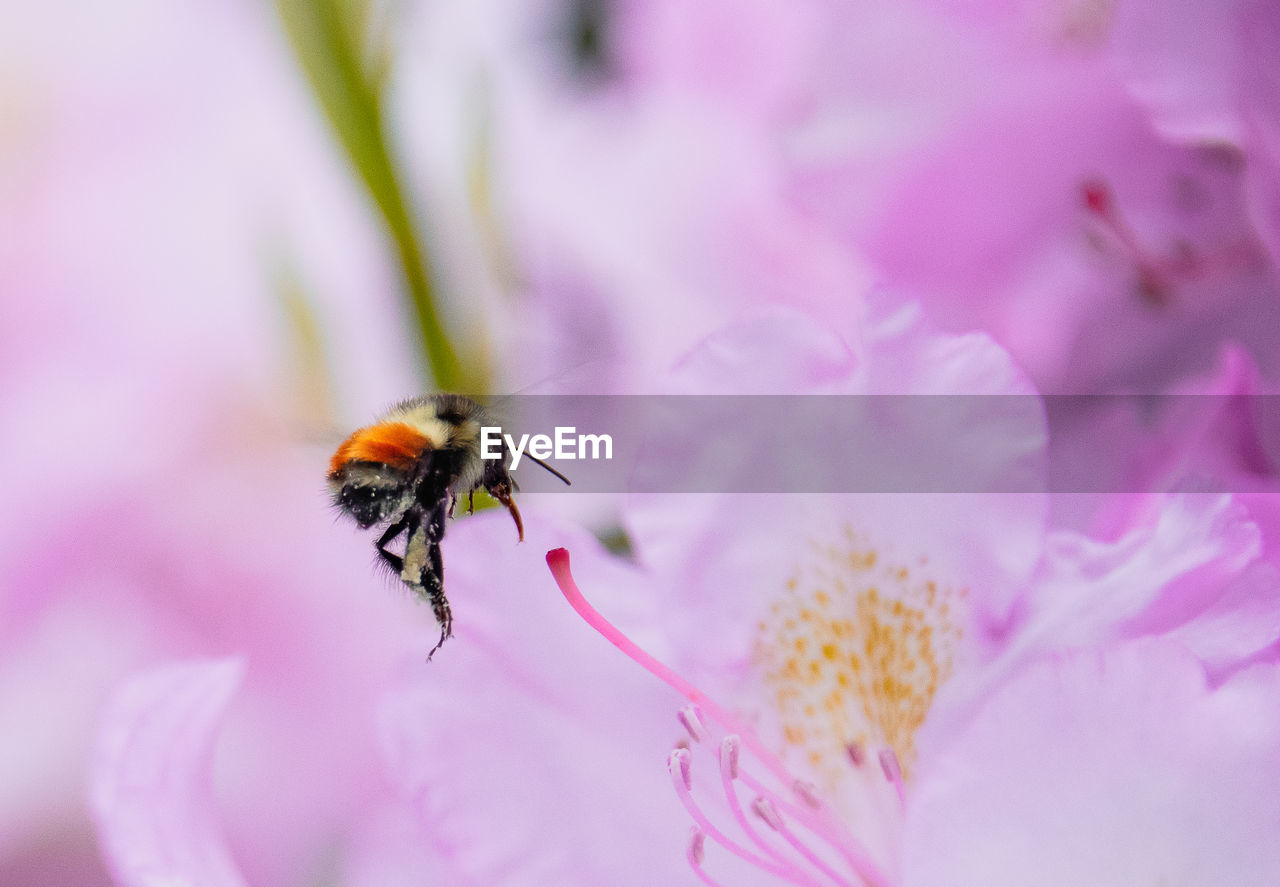 Close-up of insect on pink flower