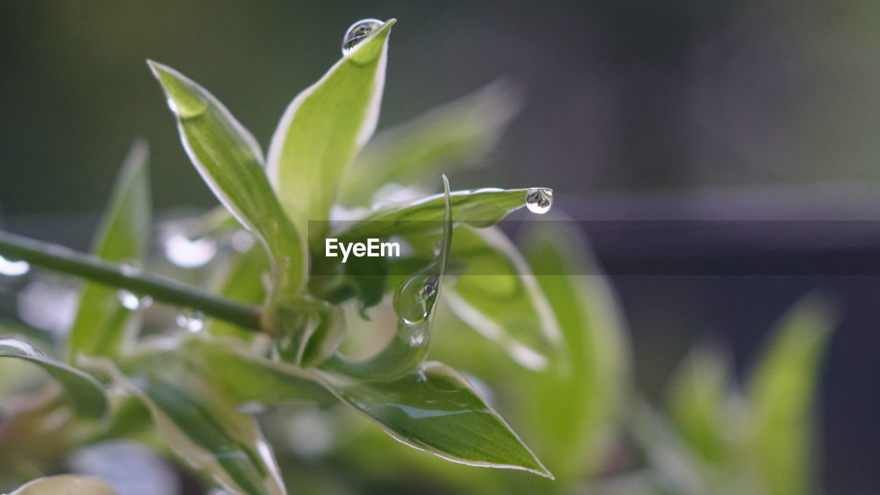 plant, green, plant part, leaf, growth, nature, flower, close-up, grass, macro photography, no people, beauty in nature, freshness, plant stem, water, selective focus, outdoors, food, food and drink, drop, branch, focus on foreground, wet, environment, day, agriculture, vegetable
