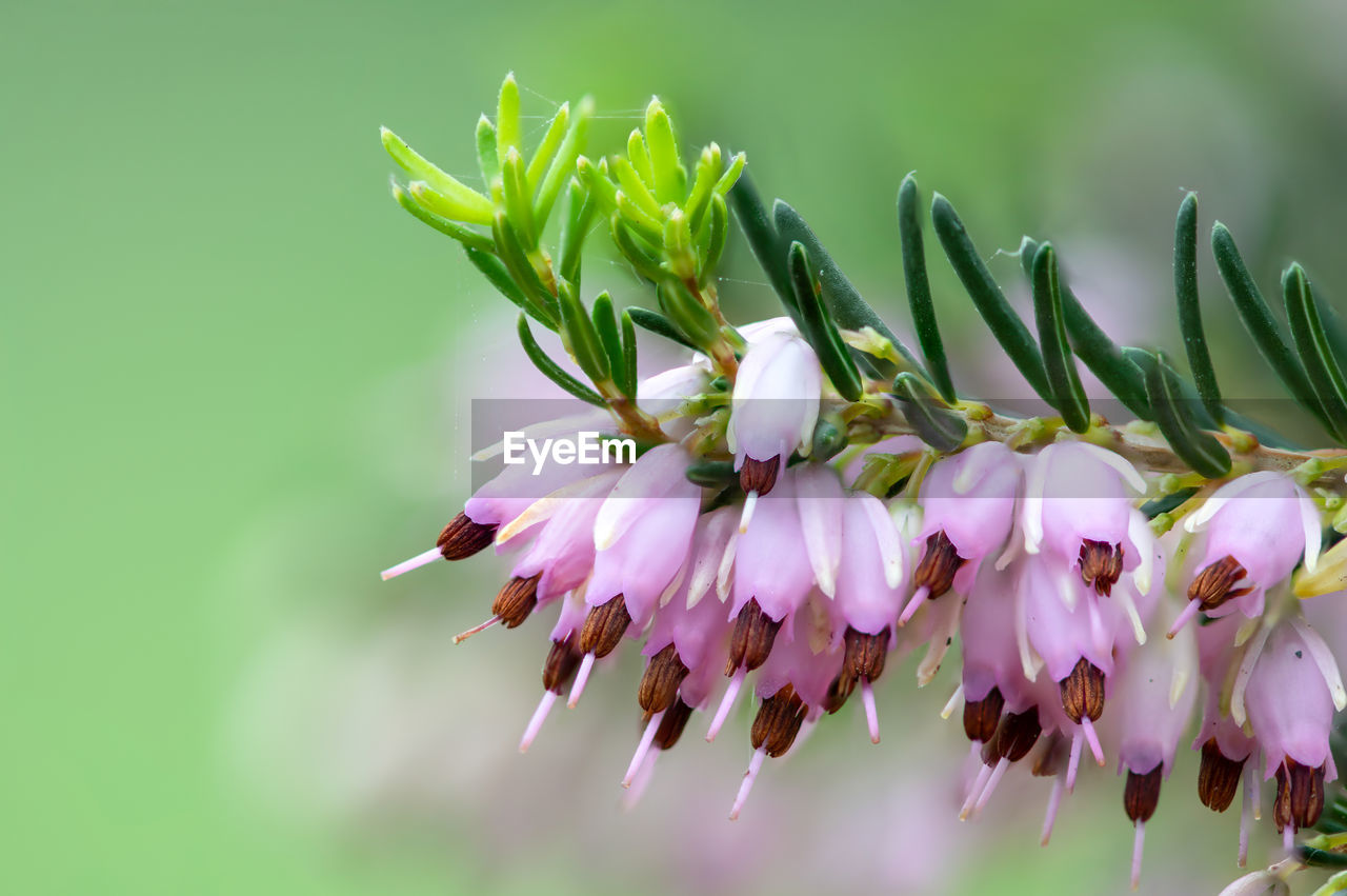 plant, flower, flowering plant, beauty in nature, freshness, nature, fragility, blossom, close-up, springtime, petal, macro photography, flower head, pink, growth, no people, inflorescence, wildflower, focus on foreground, green, outdoors, botany, plant part, tree, environment, selective focus, leaf, white, purple, food