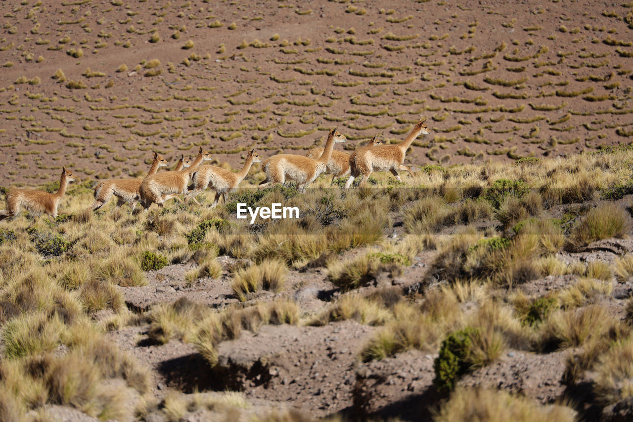 close-up of deer