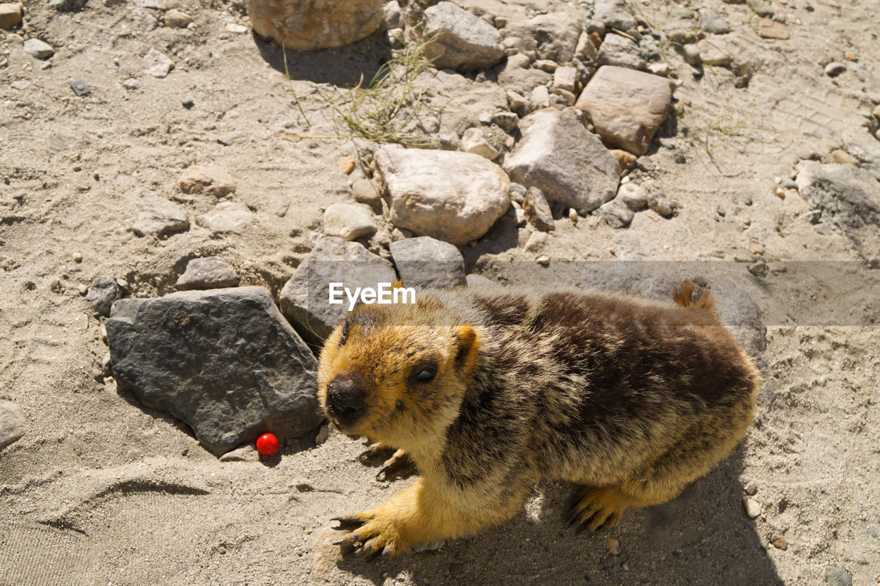 High angle view of marmot,an asian wild animal on rock