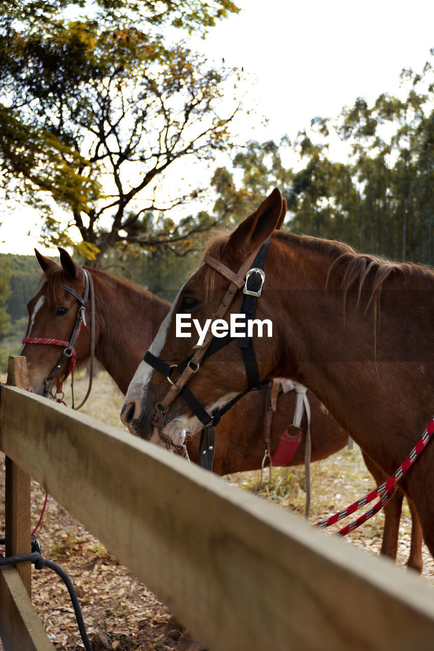 Horse cart in ranch