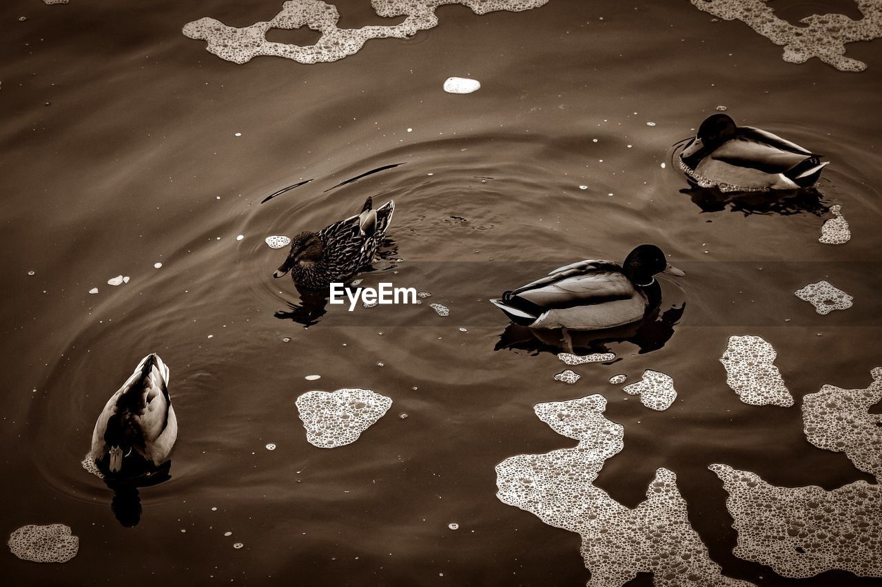 DUCKS SWIMMING ON WATER