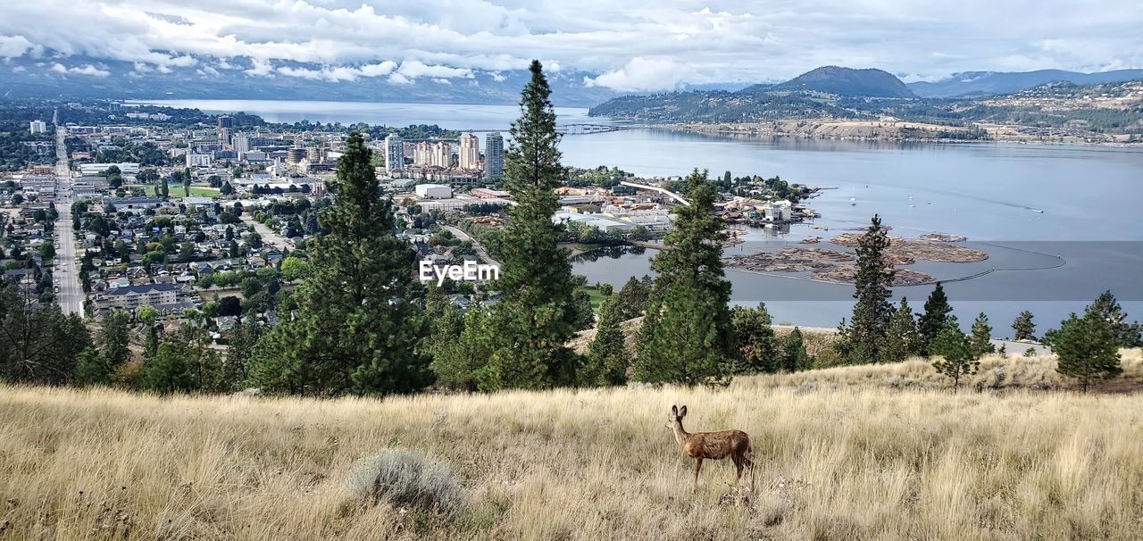 A lone deer watches over the city of kelowna bc from the mountains.