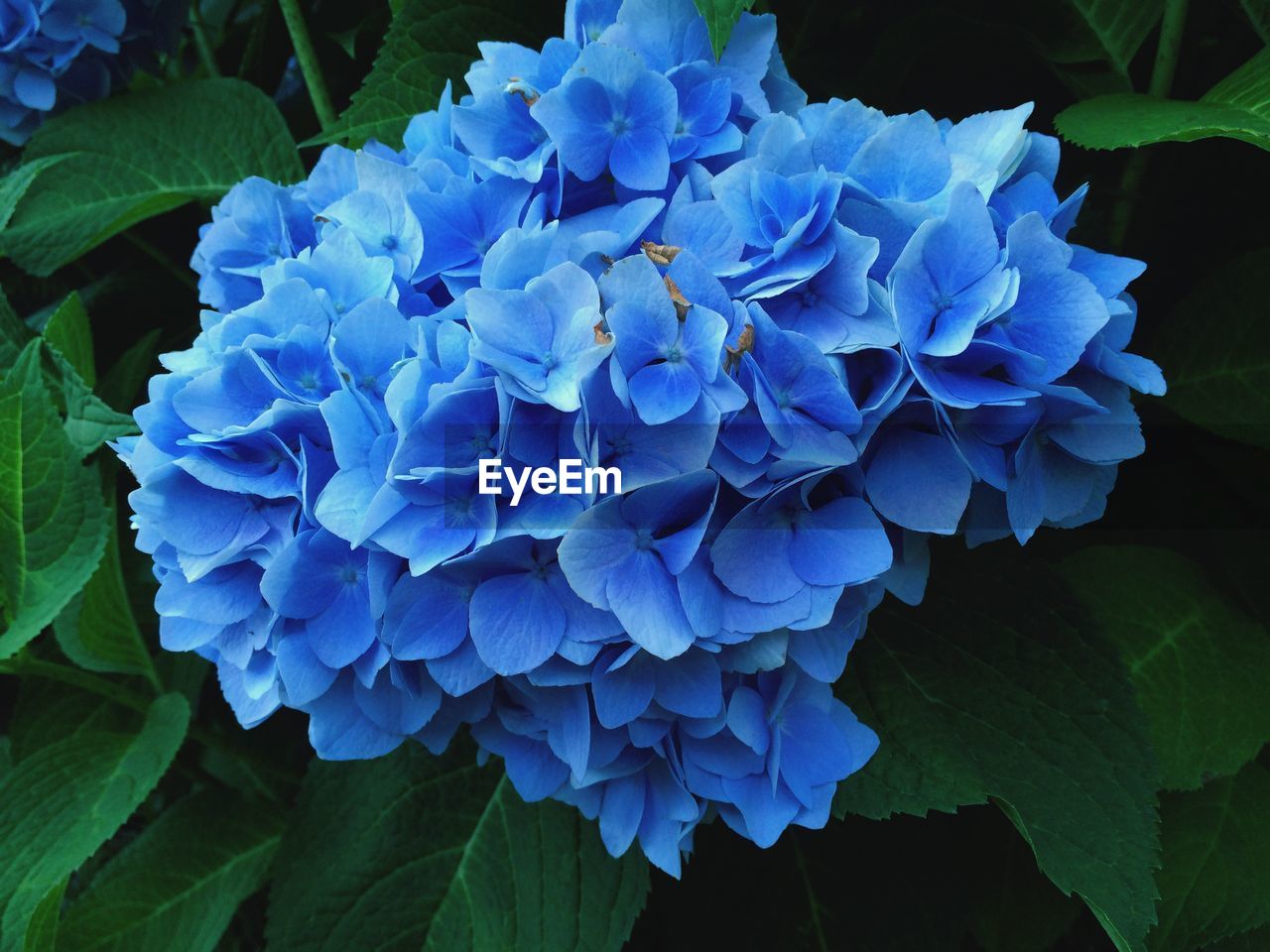 Close-up of blue hydrangea blooming outdoors