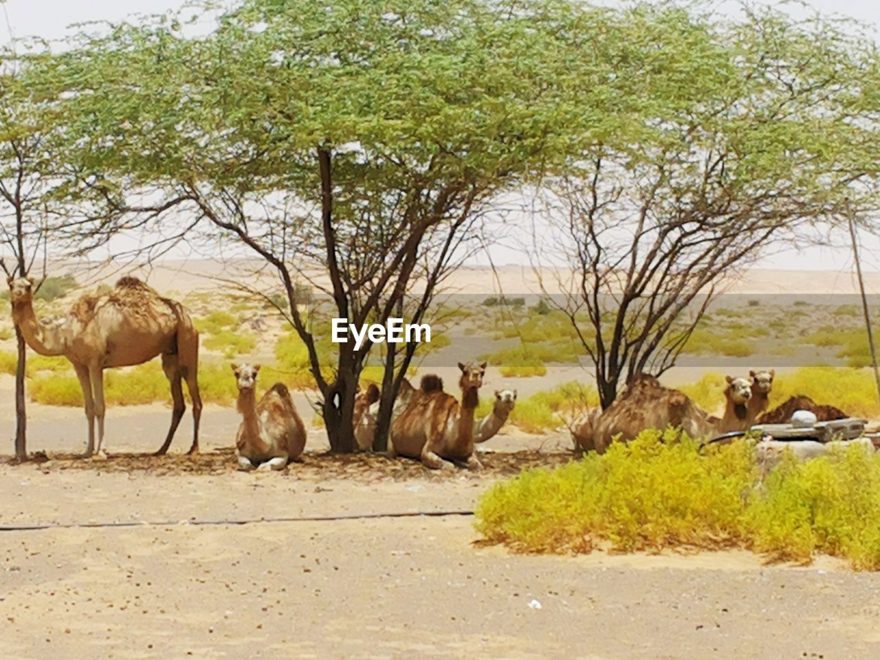 VIEW OF HORSES IN A FARM