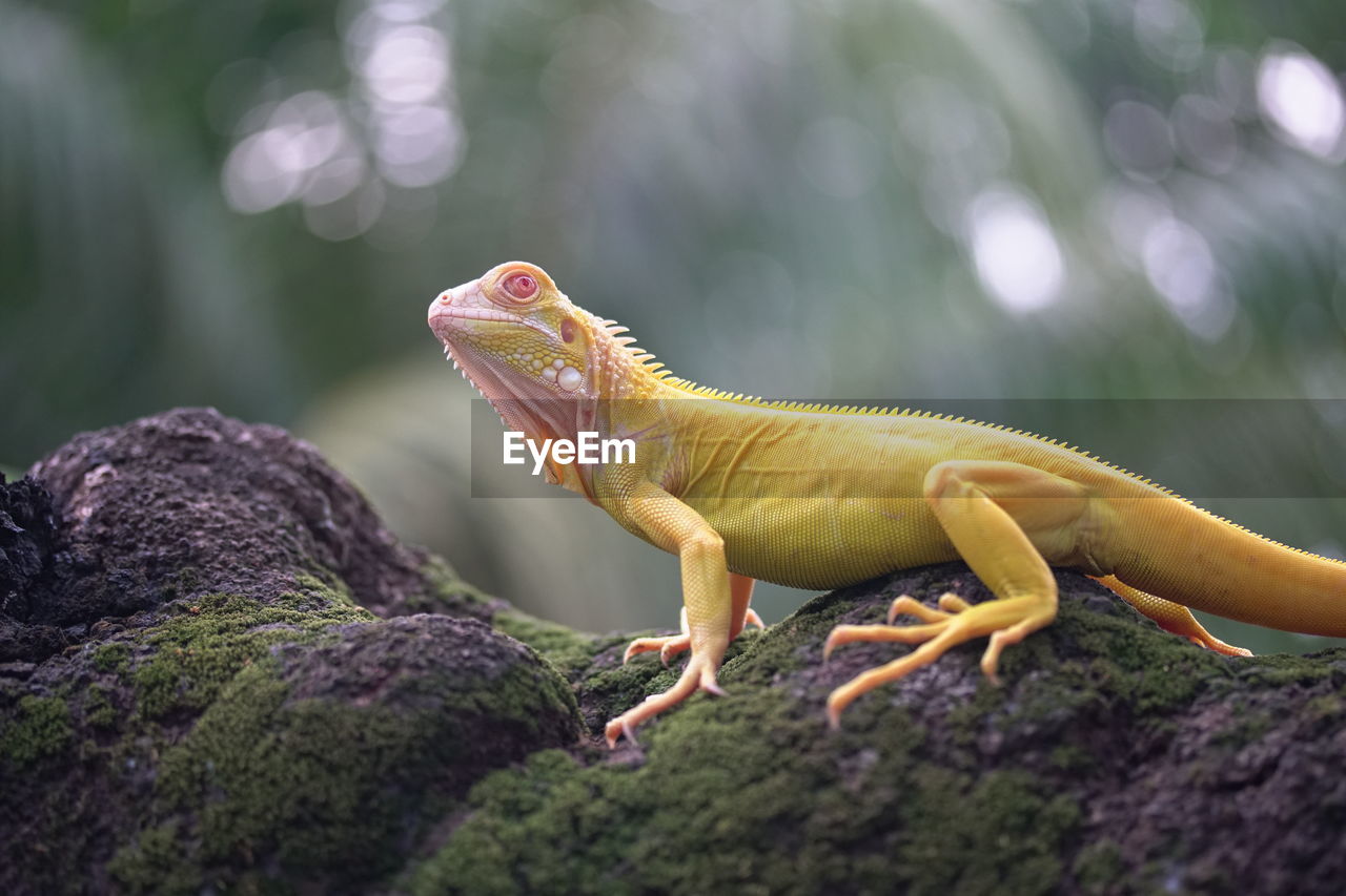 Close-up of a lizard on rock