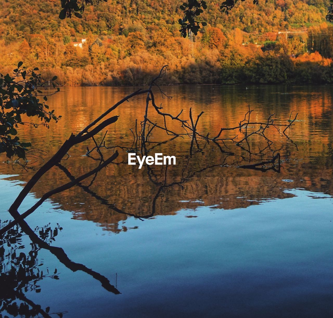 REFLECTION OF TREE IN LAKE