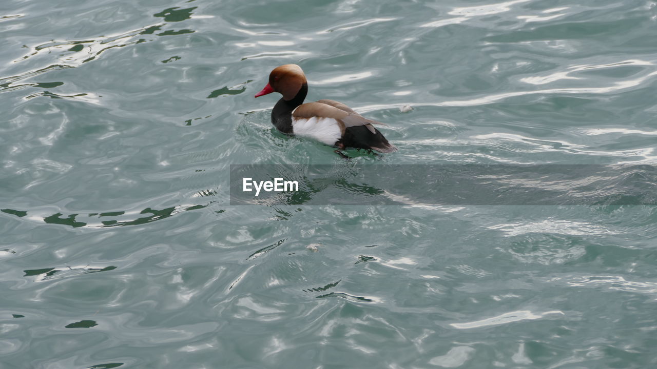 HIGH ANGLE VIEW OF BIRD SWIMMING IN SEA