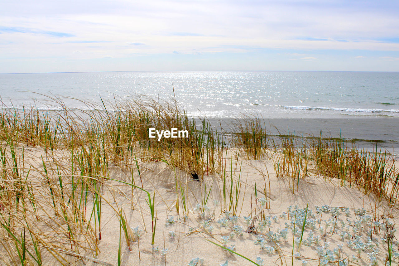 water, sea, beach, land, sky, beauty in nature, horizon over water, scenics - nature, tranquility, plant, natural environment, nature, shore, grass, tranquil scene, horizon, sand, marram grass, no people, day, cloud, coast, body of water, growth, non-urban scene, wetland, outdoors, marsh, idyllic, environment, landscape