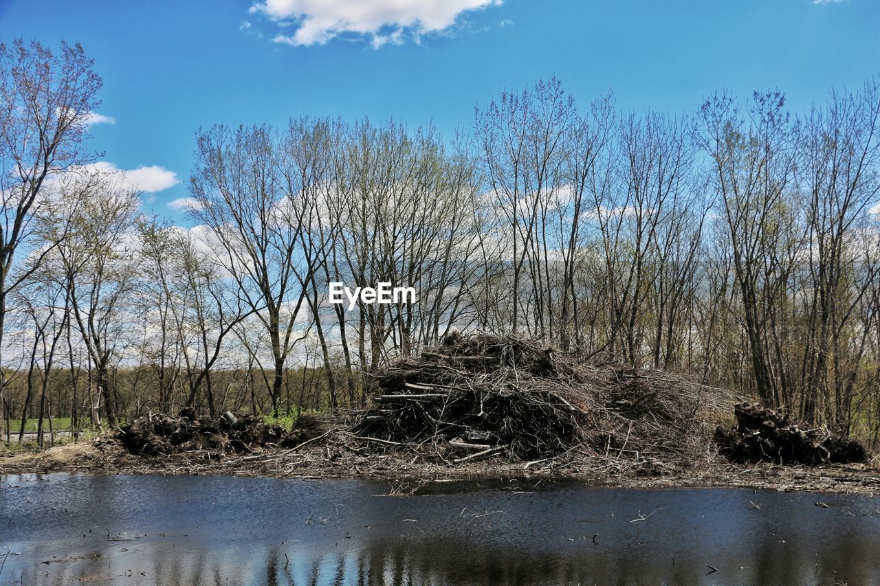 Pile of resourceful dry branches of tree left by water