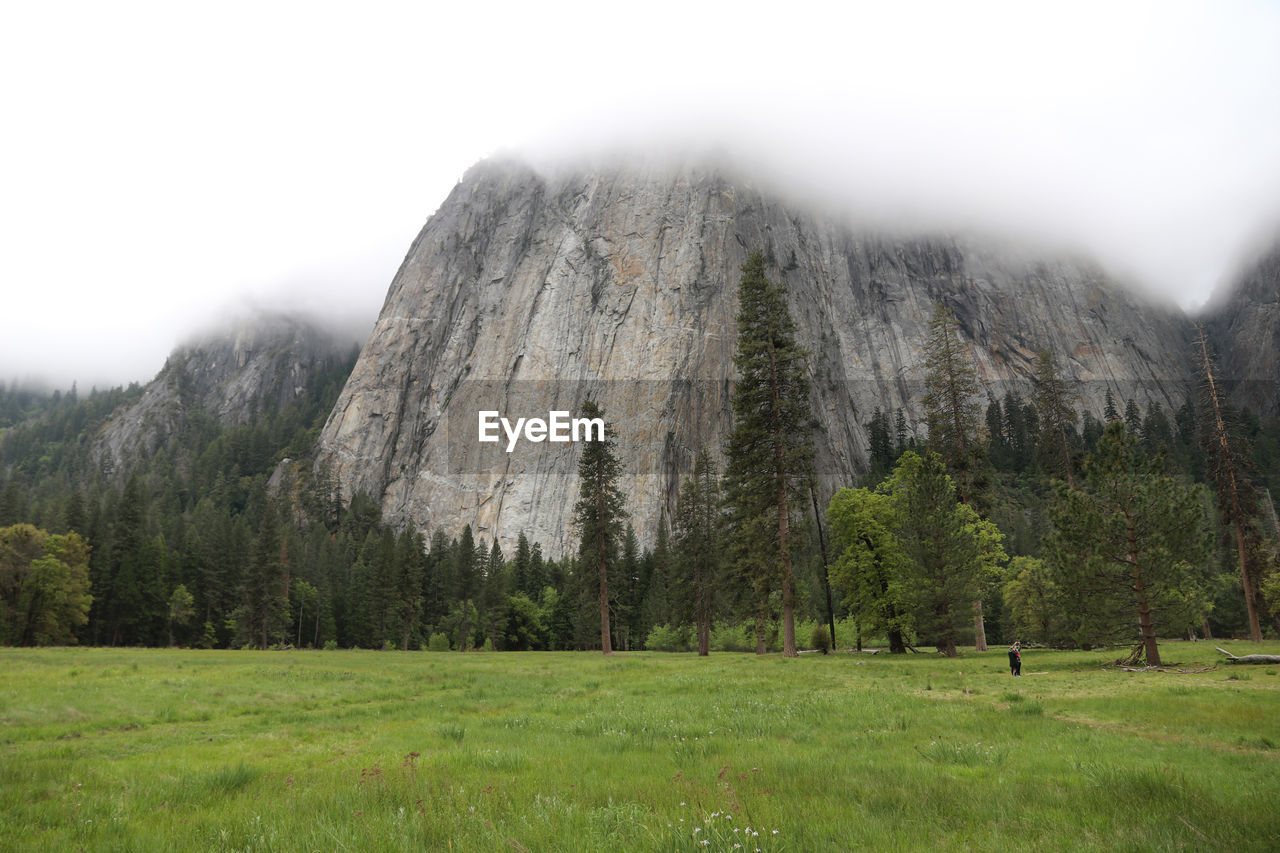 Scenic view of trees on field against sky