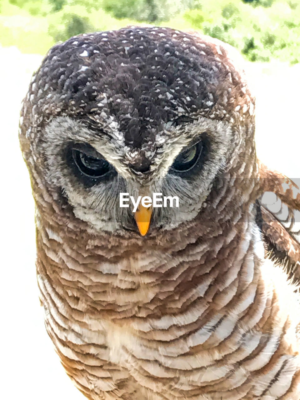 CLOSE-UP OF OWL