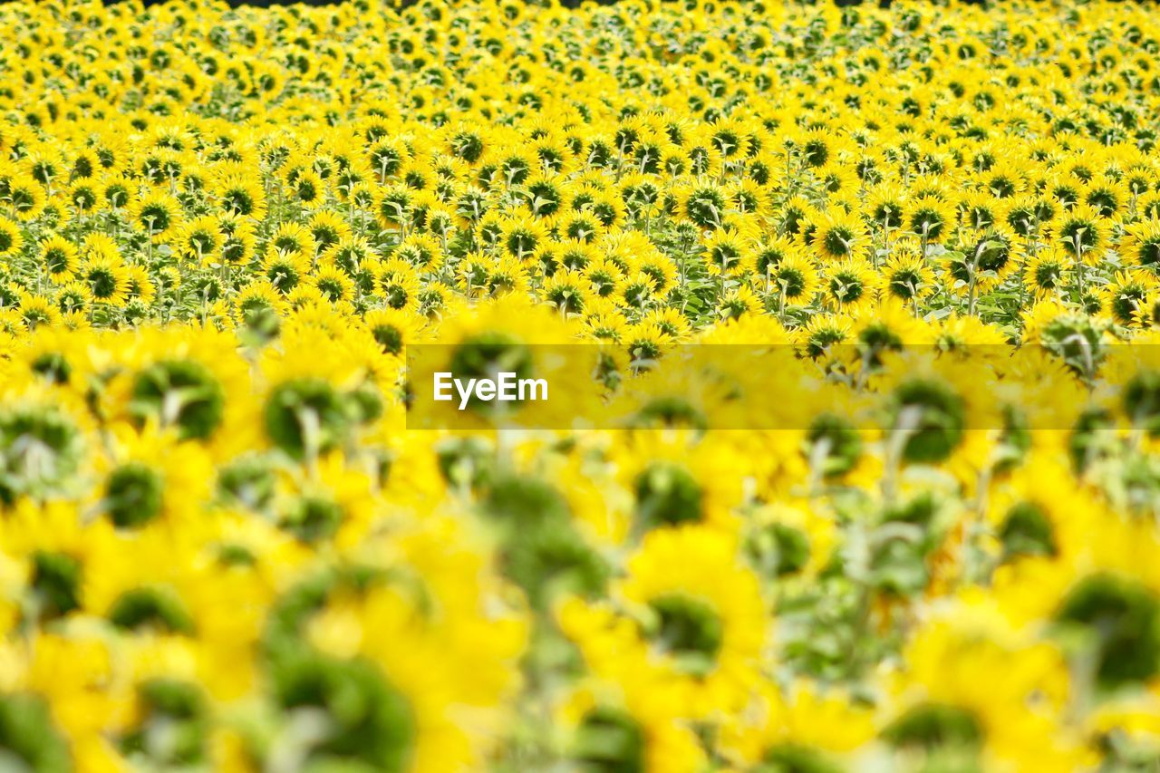 Scenic view of sunflower field