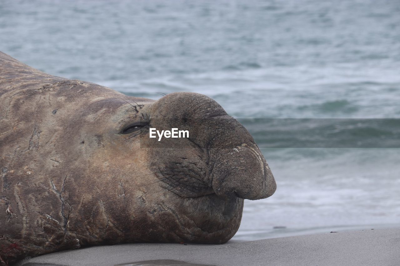 CLOSE-UP OF A SEA LION