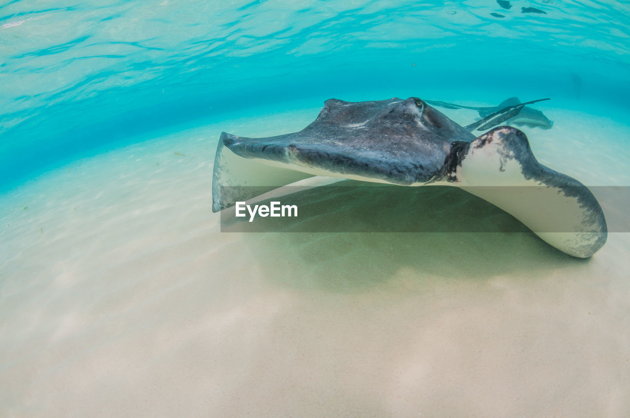 Stingray swimming by camera face on