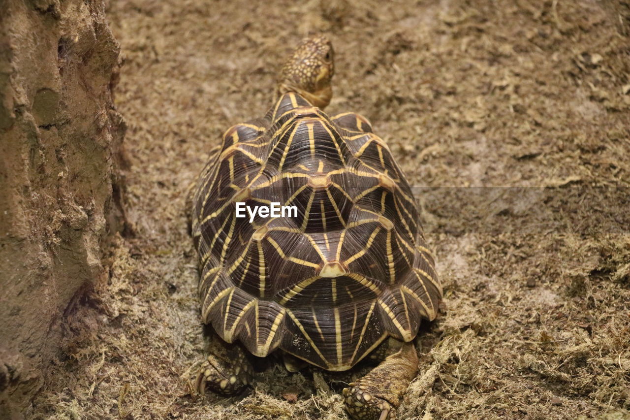 Close-up view of box turtle 