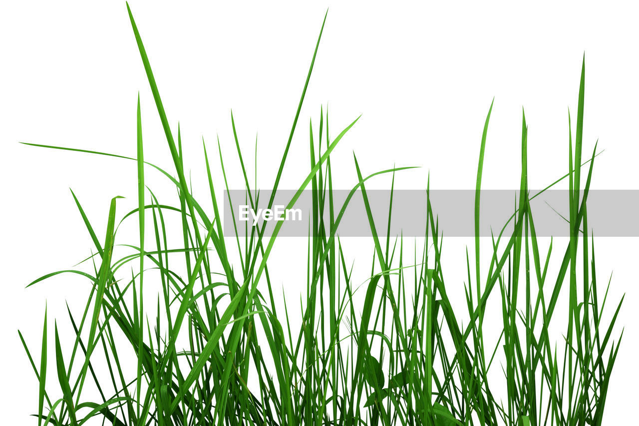 CLOSE-UP OF GRASS GROWING IN FIELD