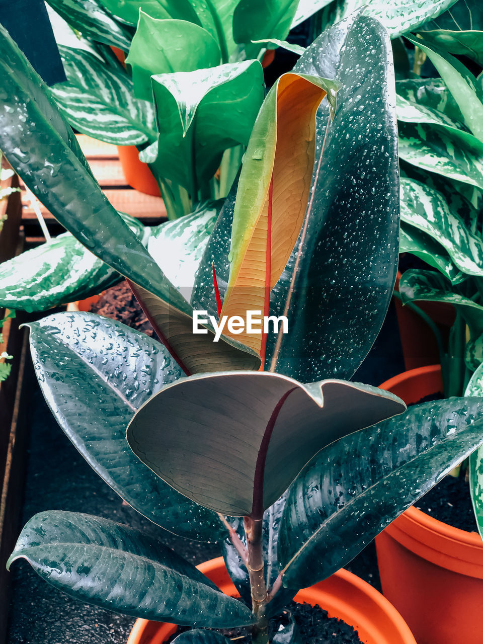 CLOSE-UP OF POTTED PLANTS