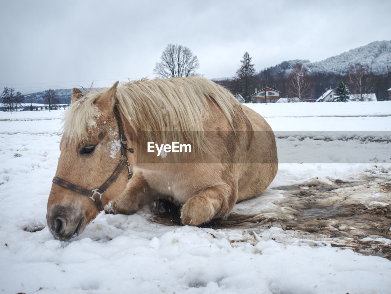 Farm horse laying in snow in cloudy winter day. beautiful white horse on snowy spring pasture