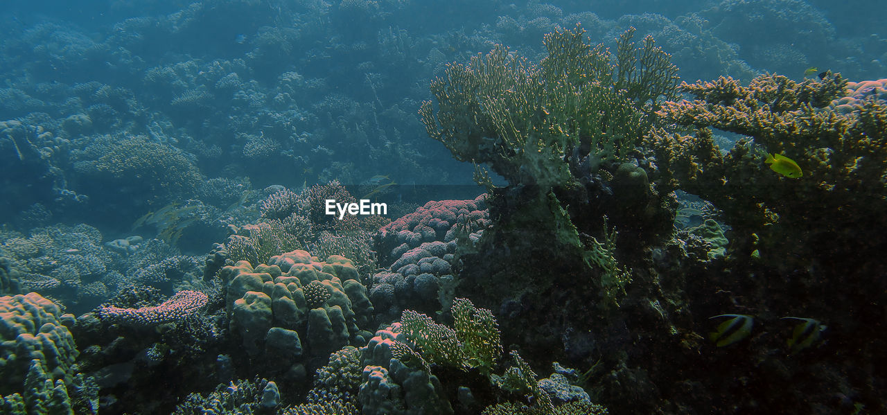 Wide angle views of the magnificent coral formations in the red sea, egypt