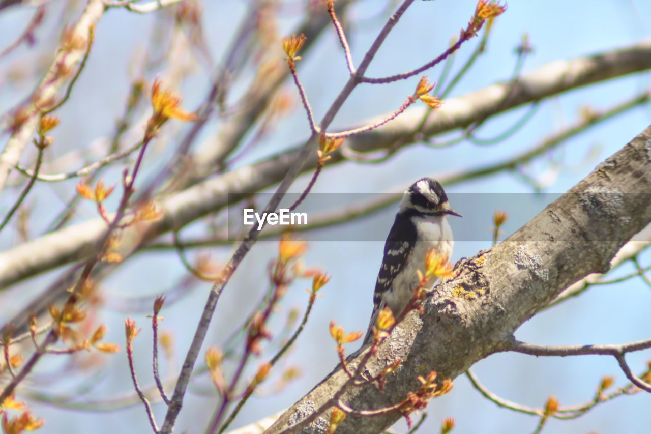 LOW ANGLE VIEW OF A BIRD PERCHING ON BRANCH AGAINST SKY