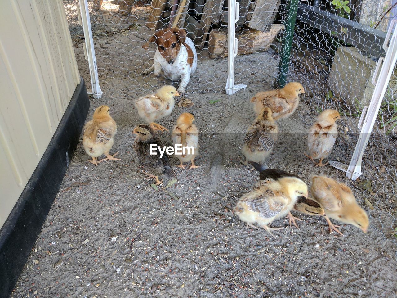 HIGH ANGLE VIEW OF DUCKLINGS IN CAGE