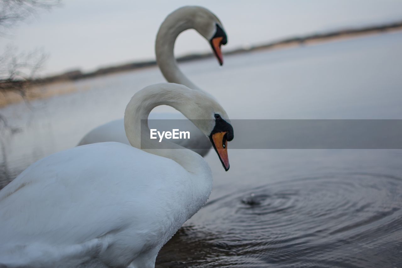 CLOSE-UP OF SWAN SWIMMING IN LAKE