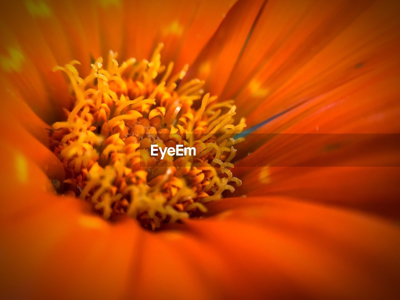 Macro shot of yellow flower