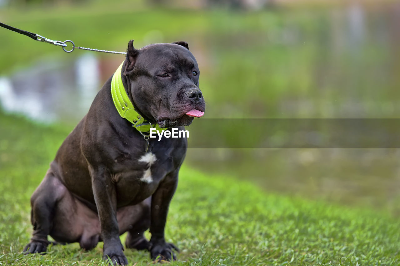 DOG IN FIELD