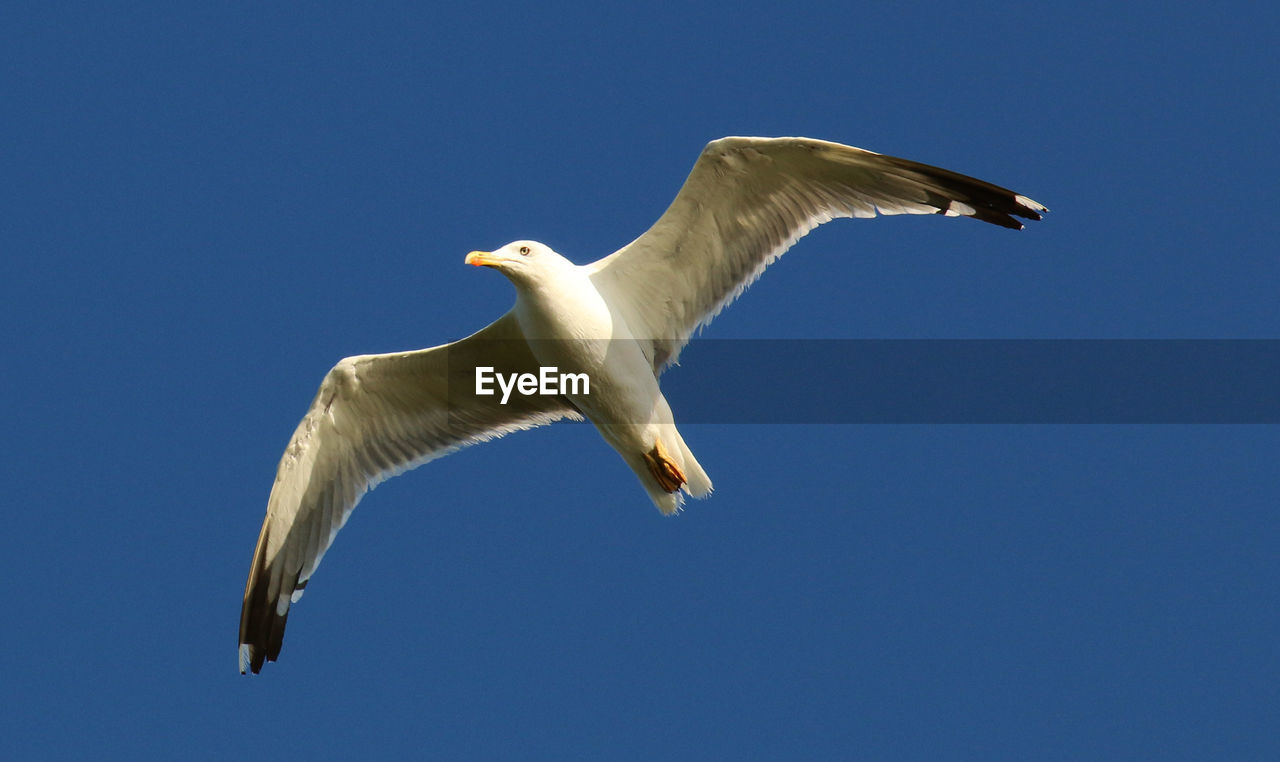 Low angle view of bird flying against clear blue sky