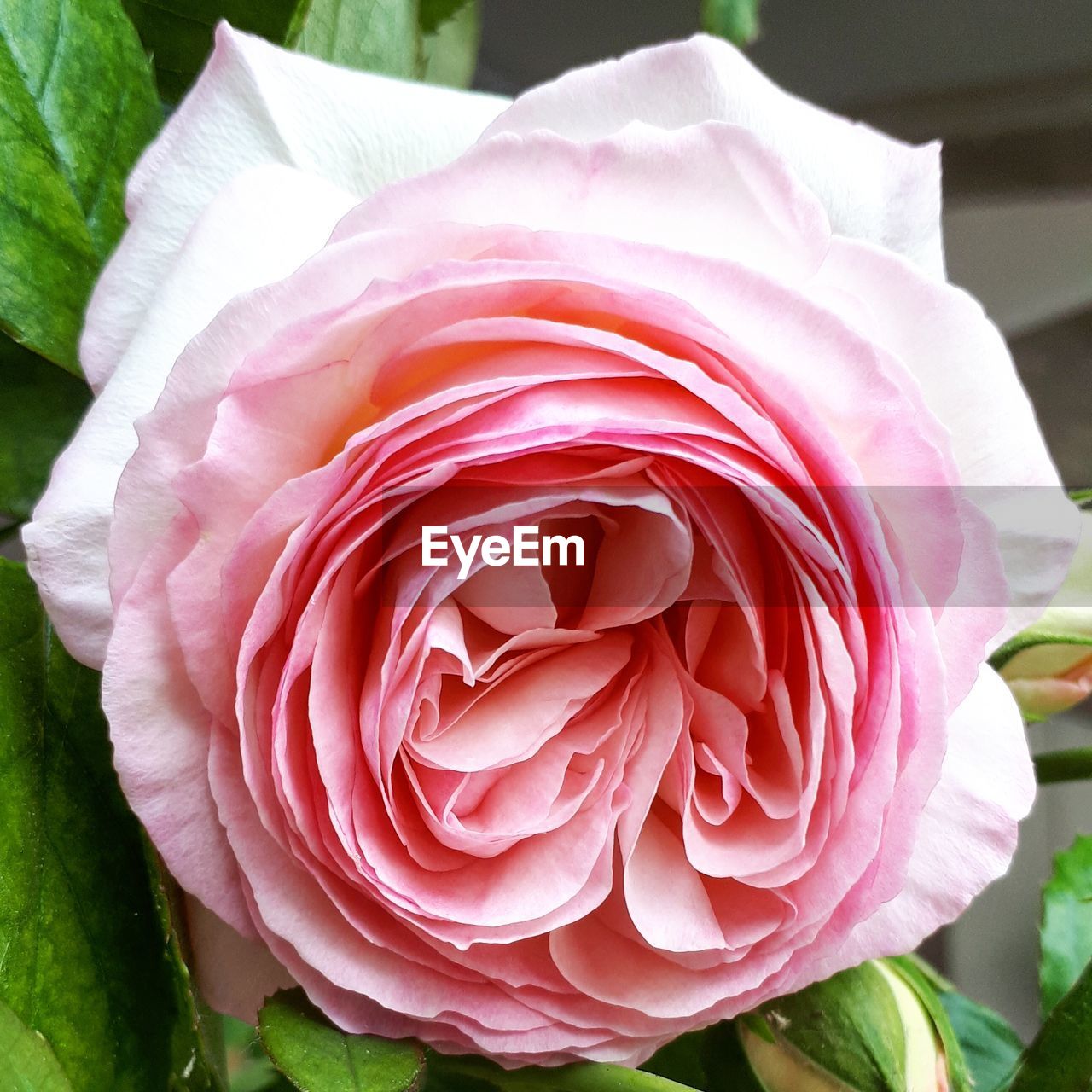 CLOSE-UP OF FRESH PINK ROSE