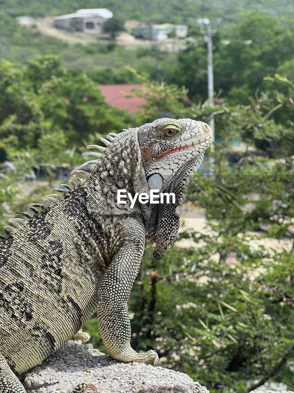 close-up of iguana on tree