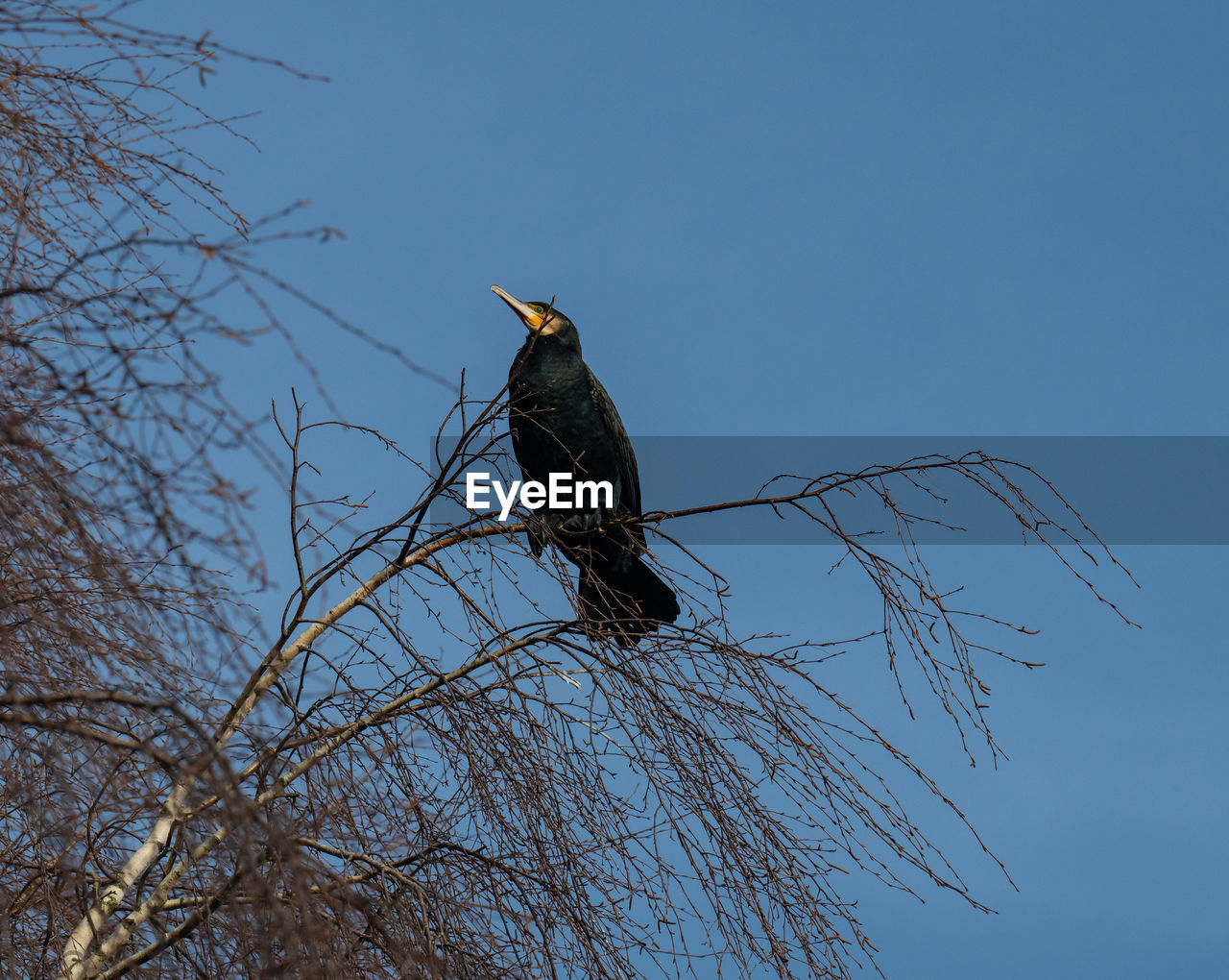 animal themes, animal, animal wildlife, bird, wildlife, tree, perching, one animal, branch, sky, nature, plant, no people, clear sky, blue, low angle view, bare tree, outdoors, bird of prey, day, beauty in nature