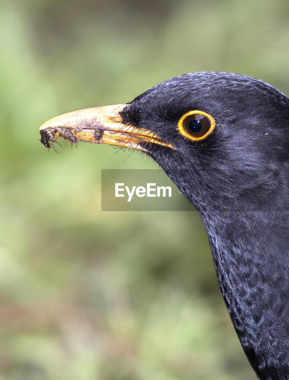 CLOSE-UP SIDE VIEW OF A BIRD