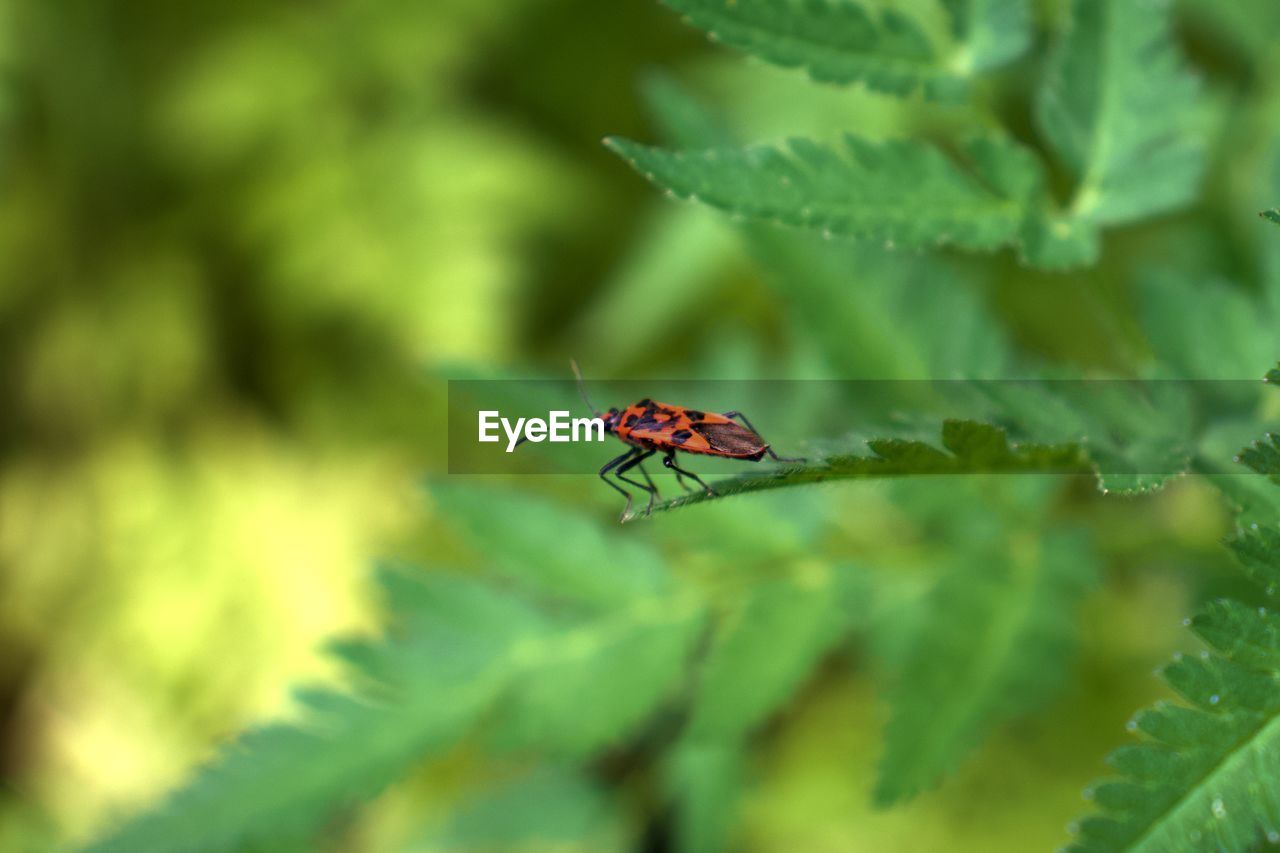 Close-up of insect on leaf