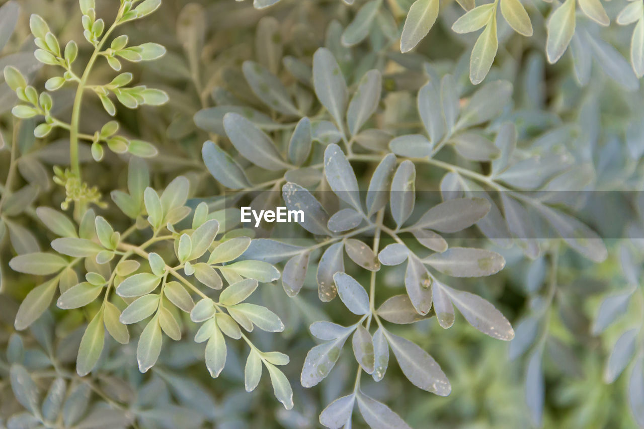 CLOSE UP OF WHITE FLOWERING PLANT
