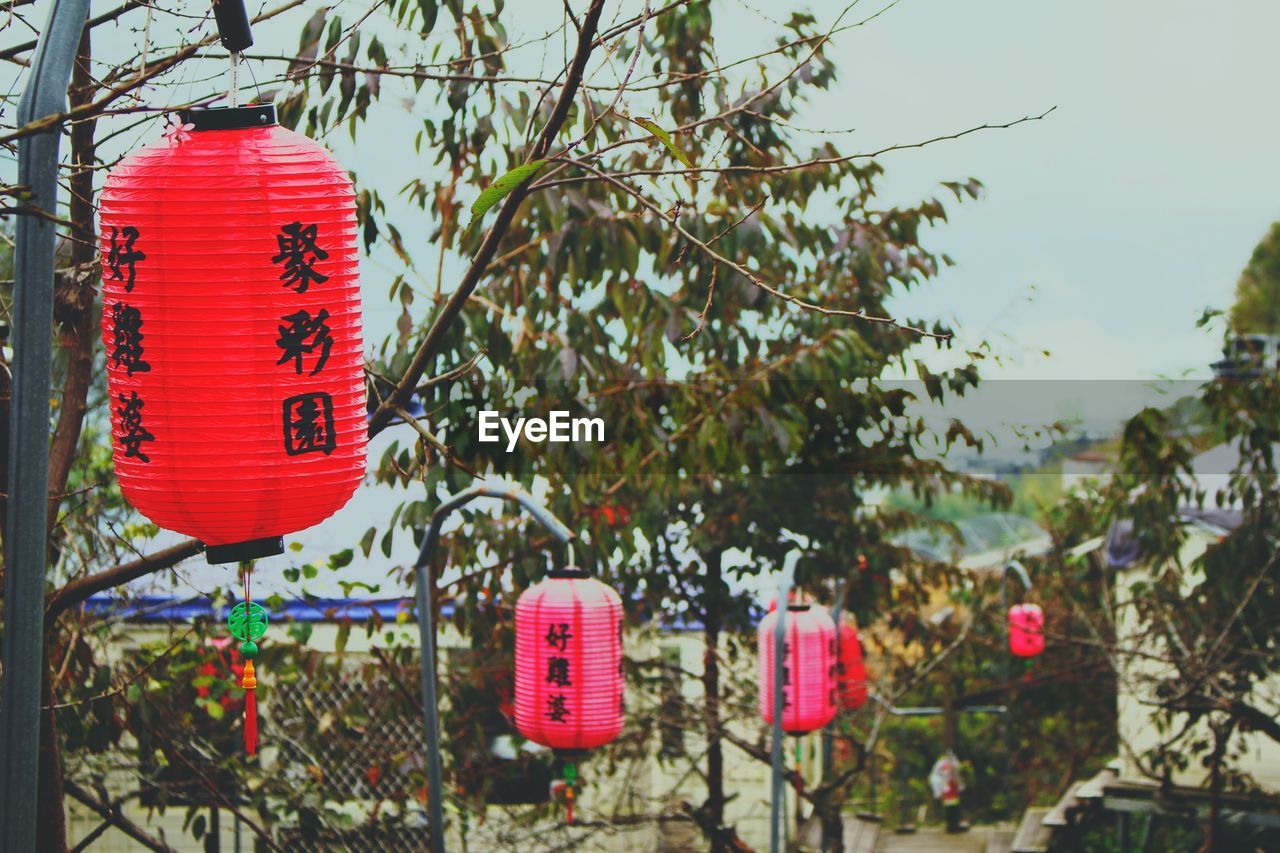 RED LANTERNS HANGING ON TREE AGAINST CLEAR SKY