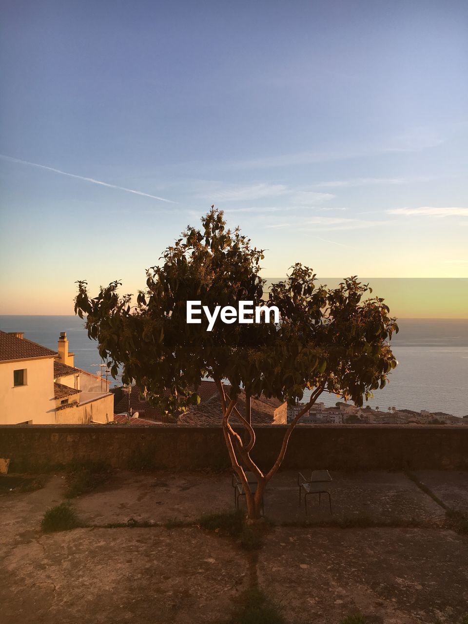 TREE BY SEA AGAINST SKY