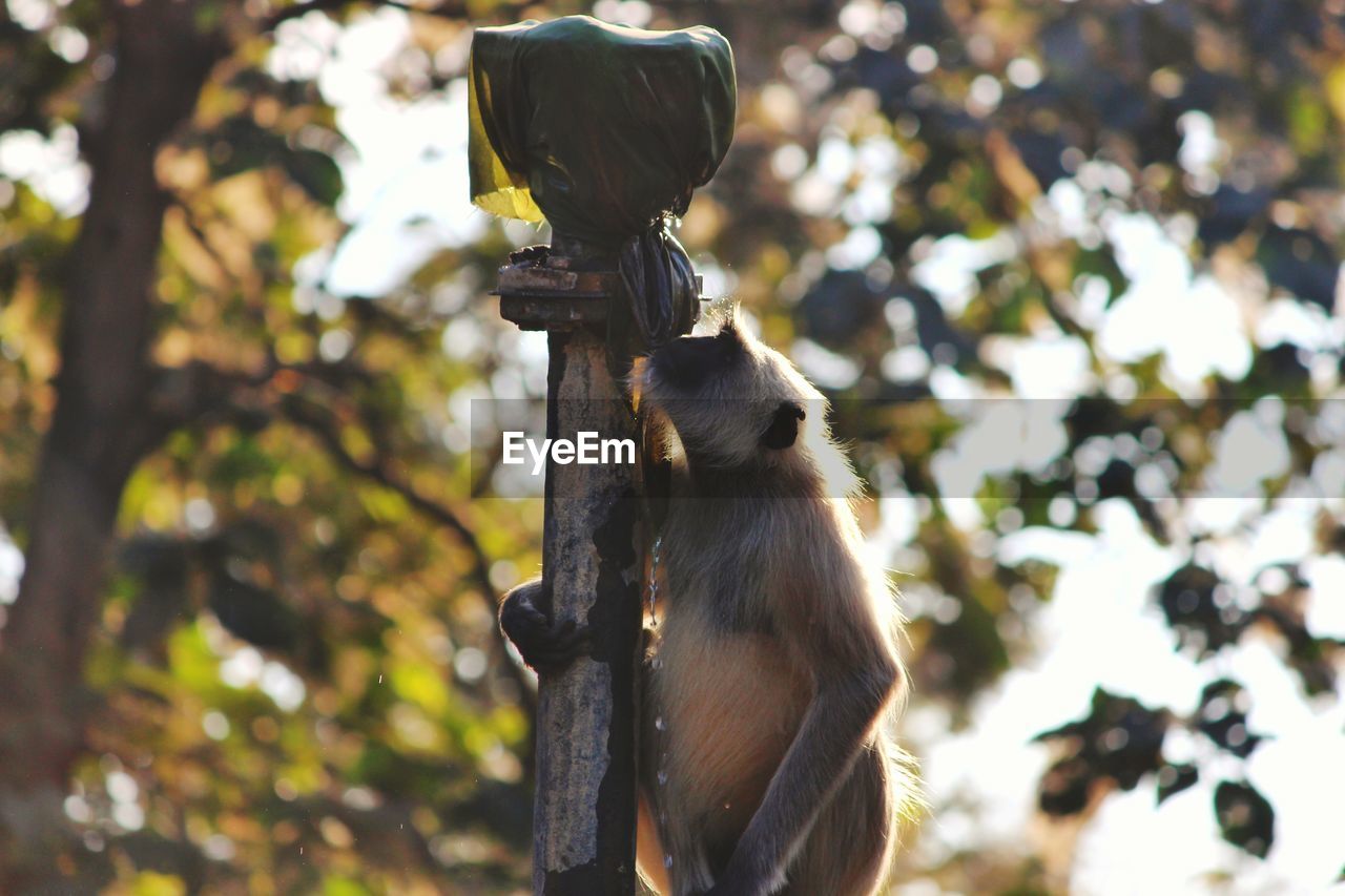 LOW ANGLE VIEW OF MONKEY AGAINST TREES