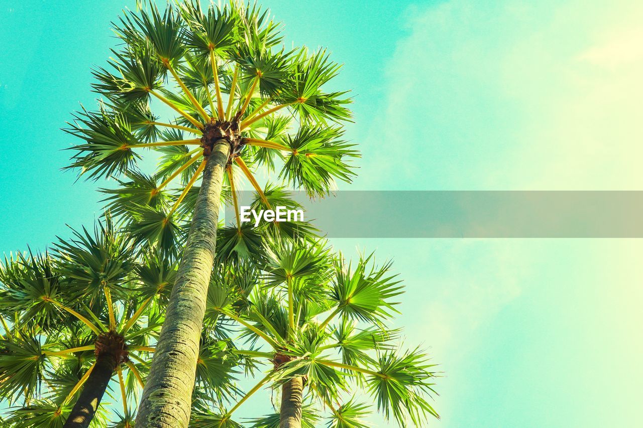 Low angle view of palm tree against sky