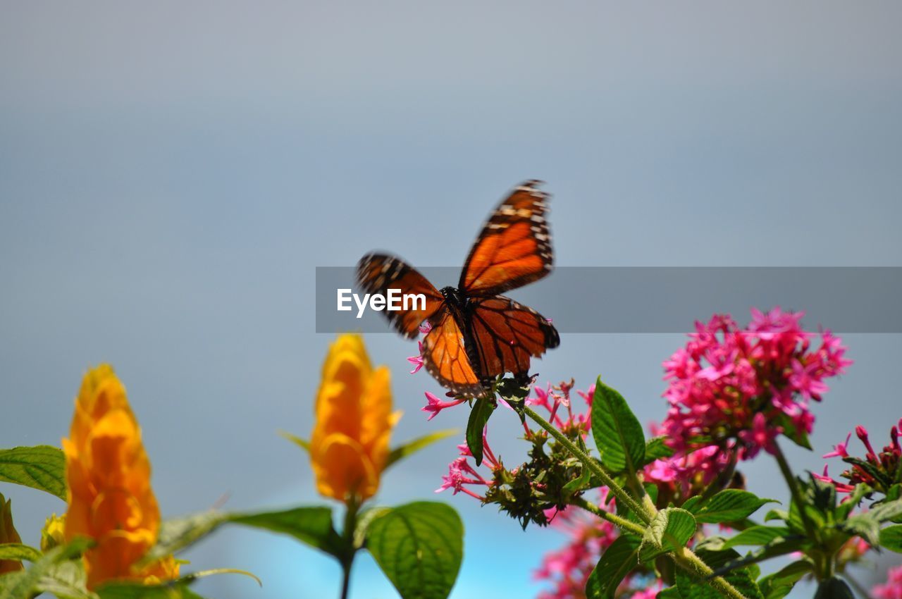 Close-up of butterfly pollinating on flower