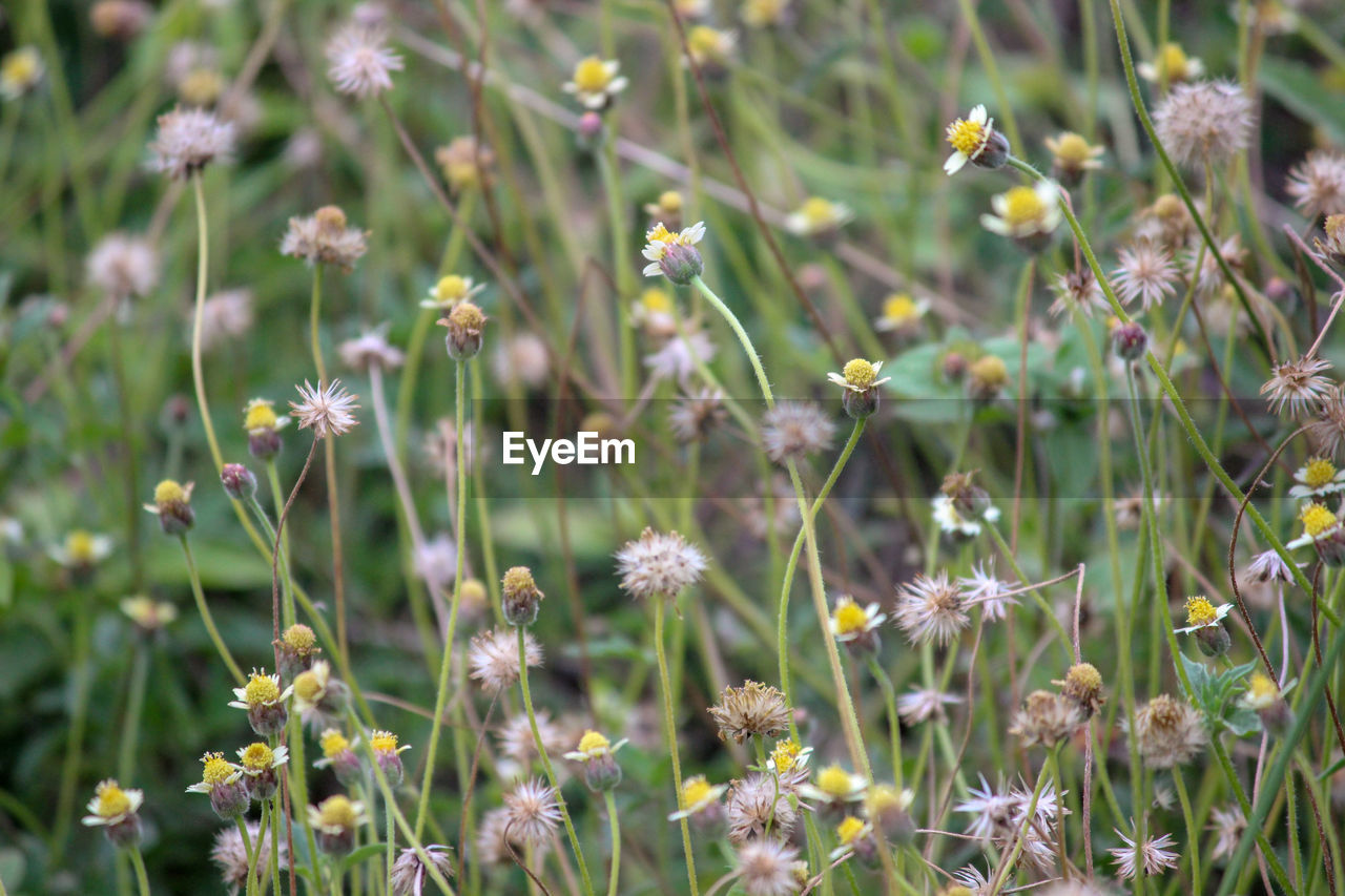 CLOSE-UP OF FLOWERING PLANTS ON LAND