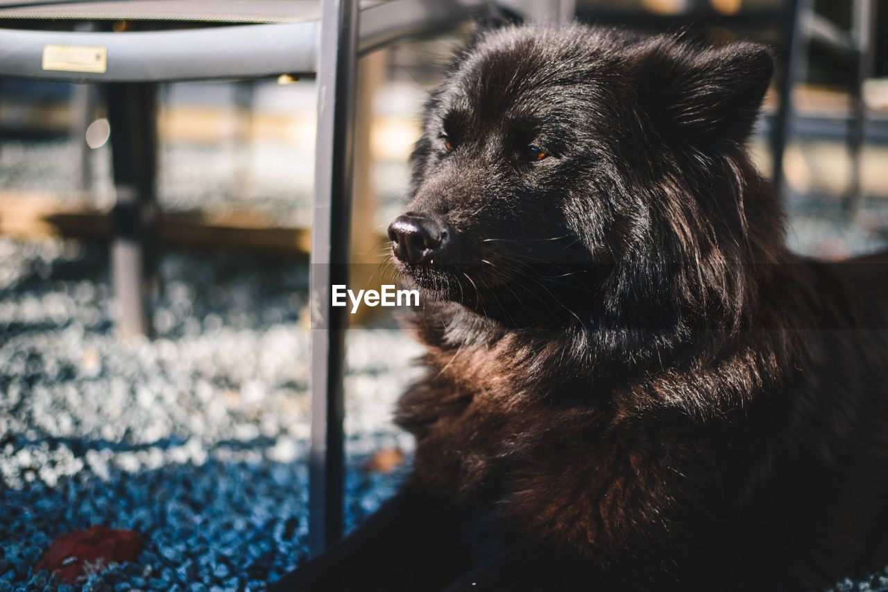 Close-up of dog relaxing on rug at home