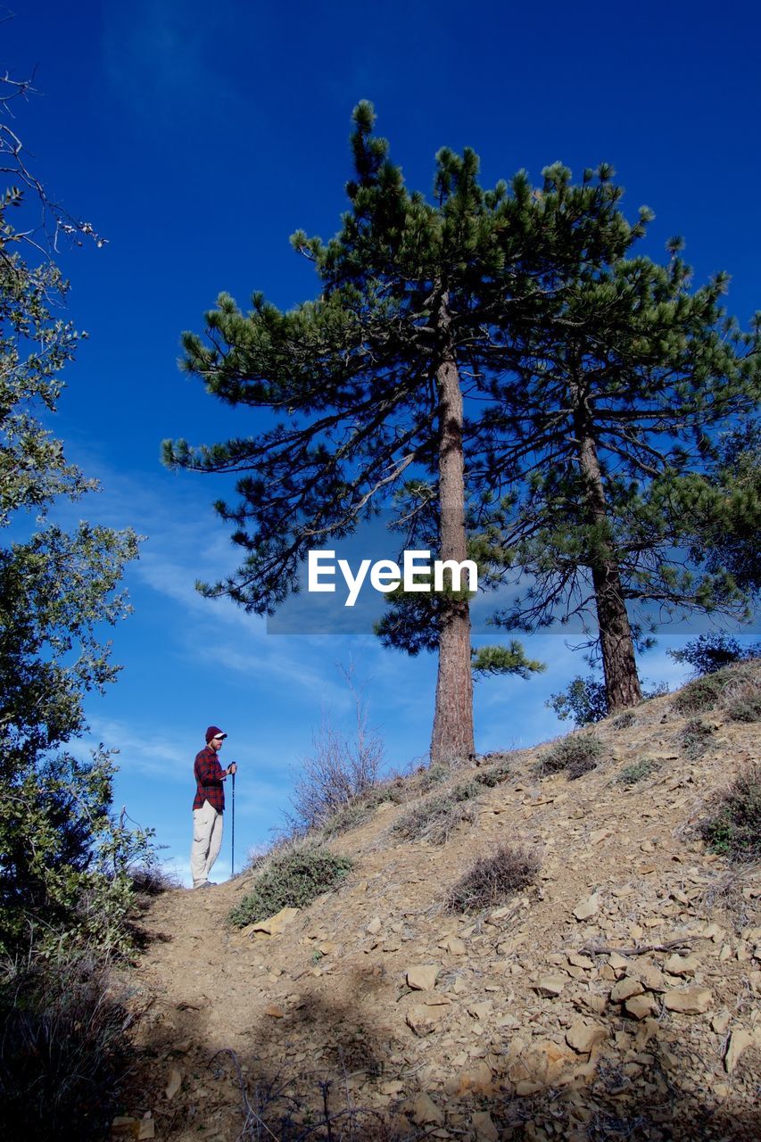 Low angle view of hiker standing on hill amidst trees against blue sky