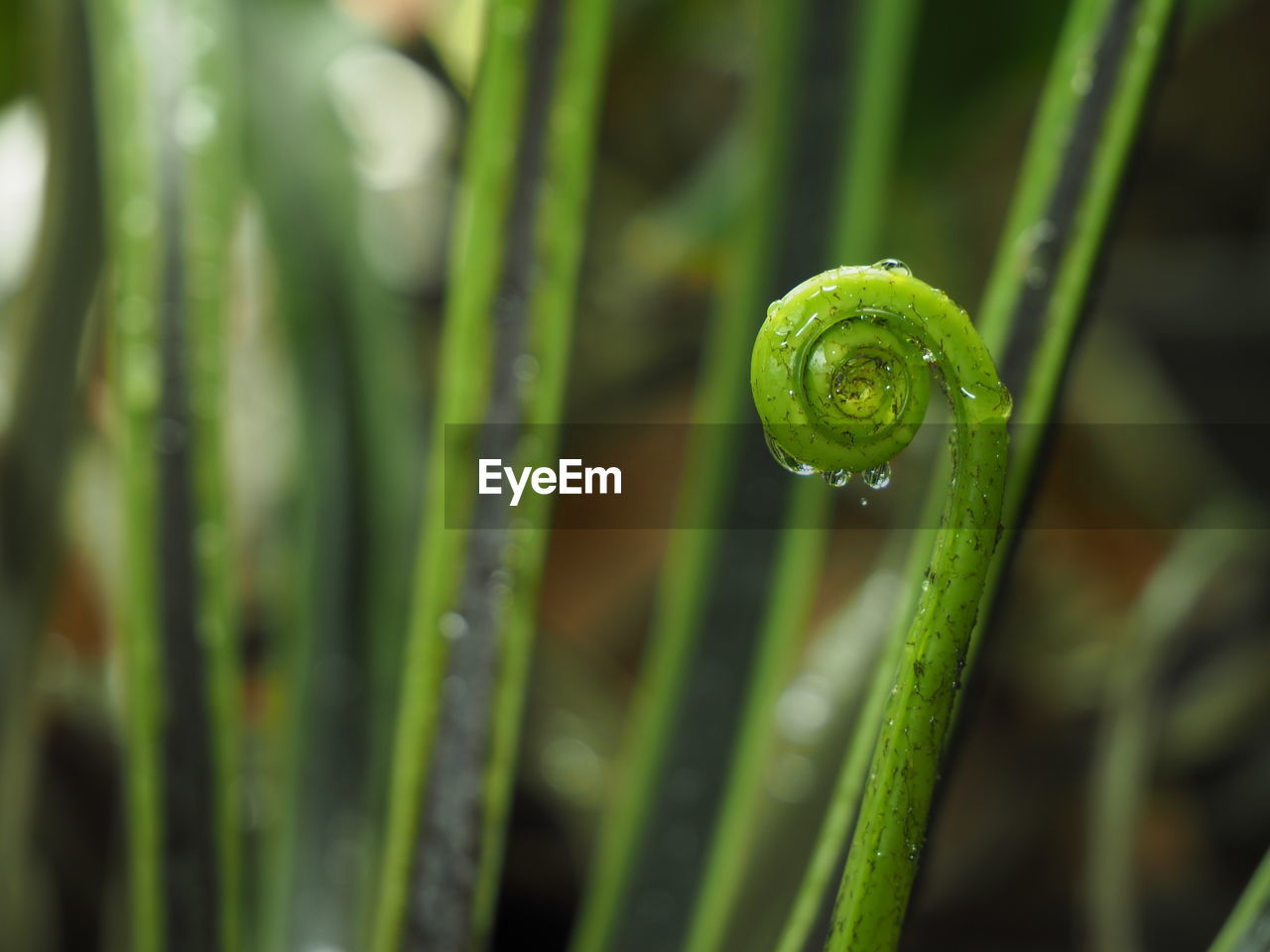 CLOSE-UP OF WATER DROPS ON GREEN GRASS