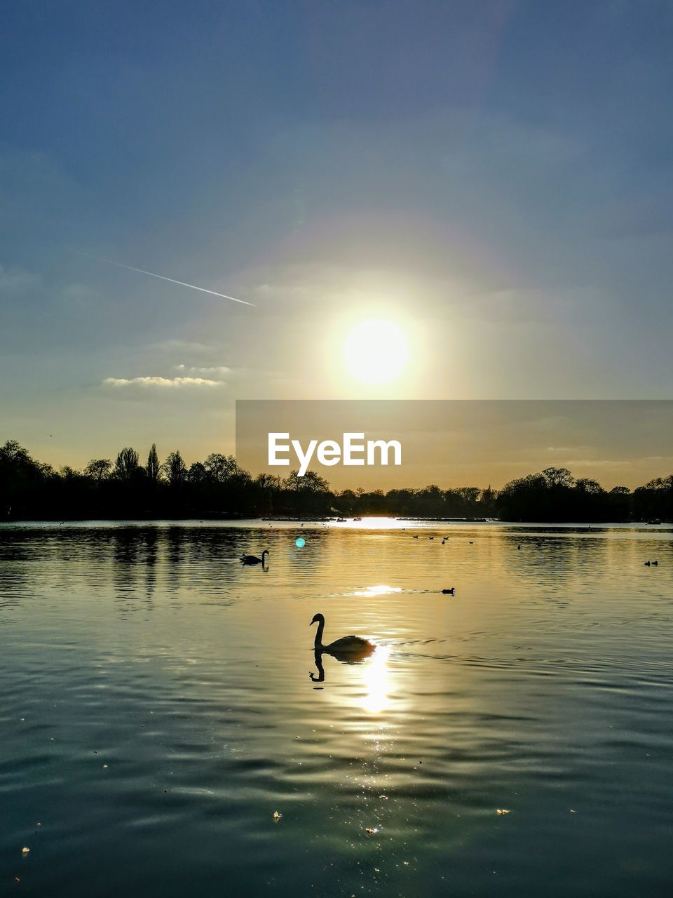 VIEW OF SWAN SWIMMING IN LAKE