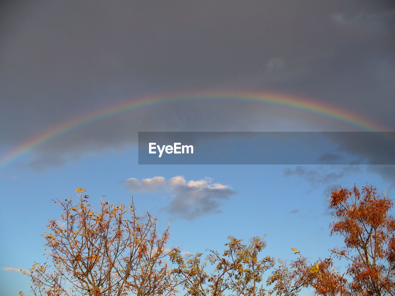 Rainbow over high section trees